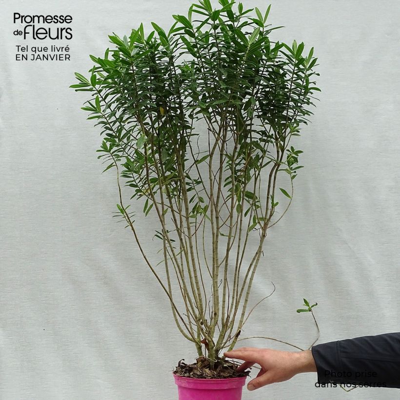 Amostra de Hebe Wiri Image Vaso de 2 L/3 L tal como entregue no inverno