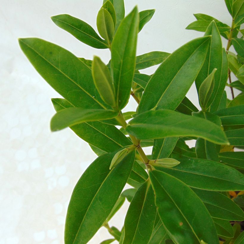 Hebe Wiri Image (Folhagem)