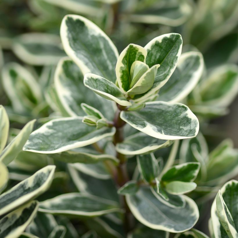 Hebe andersonii Variegata (Folhagem)
