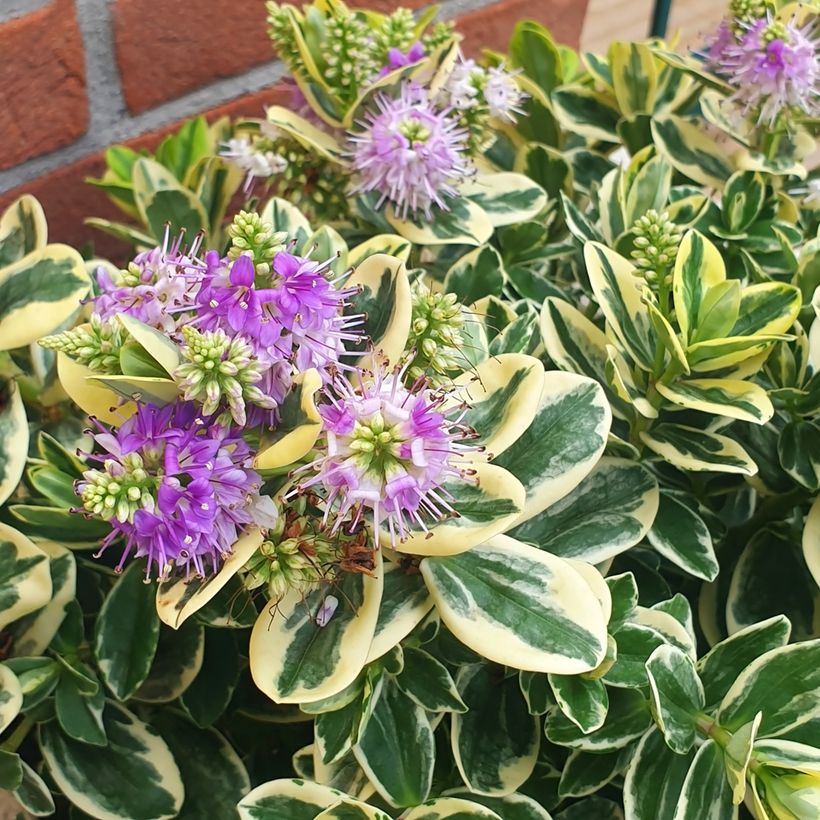 Hebe andersonii Variegata (Floração)