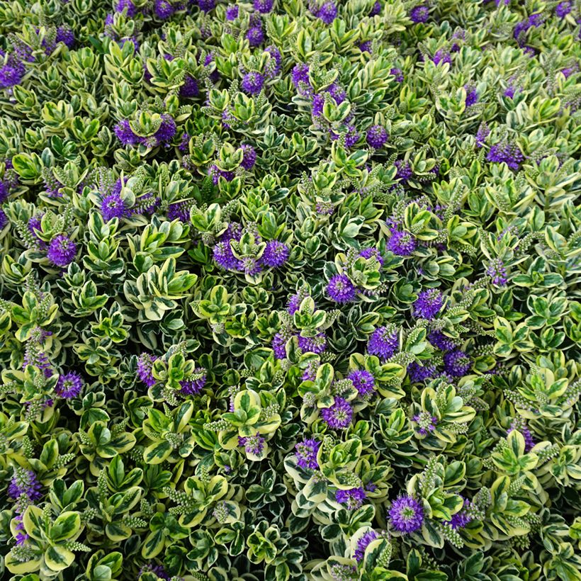 Hebe andersonii Variegata (Hábito)