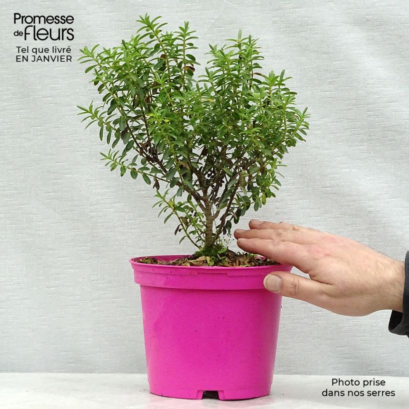 Amostra de Hebe brachysiphon - Véronique arbustive Vaso de 2 L/3 L tal como entregue no inverno