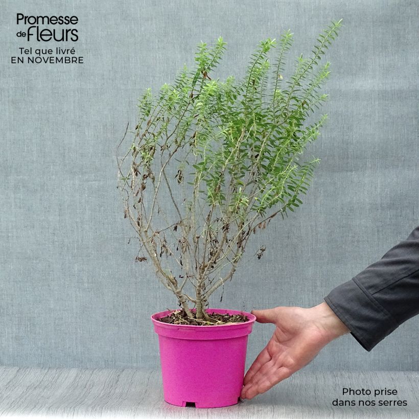 Amostra de Hebe brachysiphon Vaso de 2 L/3 L tal como entregue no outono