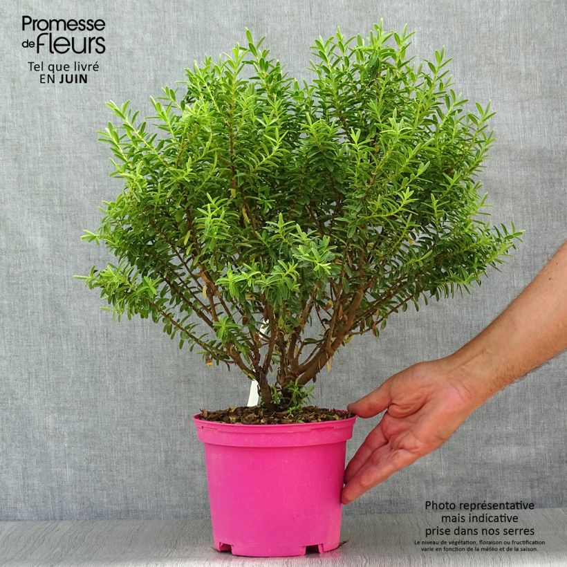 Amostra de Hebe brachysiphon Vaso de 2 L/3 L tal como entregue no verão