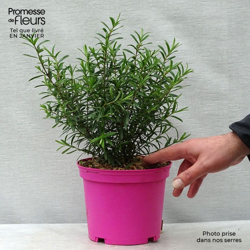 Amostra de Hebe diosmifolia - Véronique arbustive. Vaso de 3 L/4 L tal como entregue no inverno
