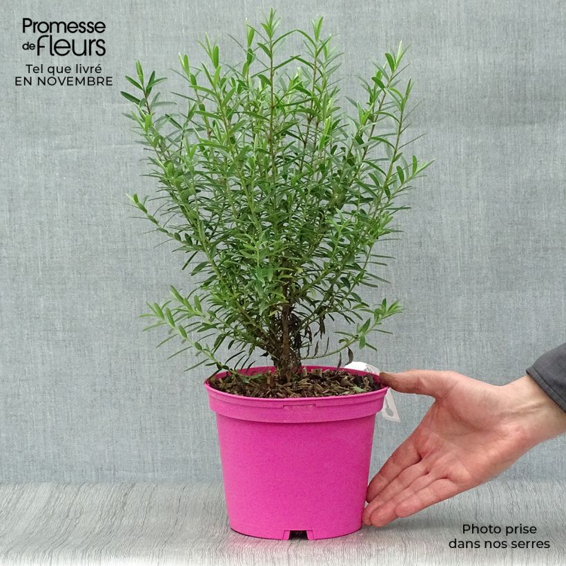 Amostra de Hebe diosmifolia Vaso de 3 L/4 L tal como entregue no outono