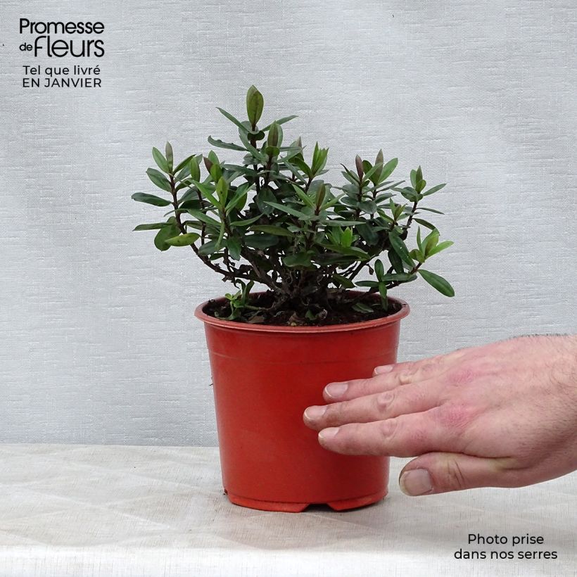 Amostra de Hebe franciscana Blue Gem - Véronique arbustive Vaso de 1 L/1,5 L tal como entregue no inverno