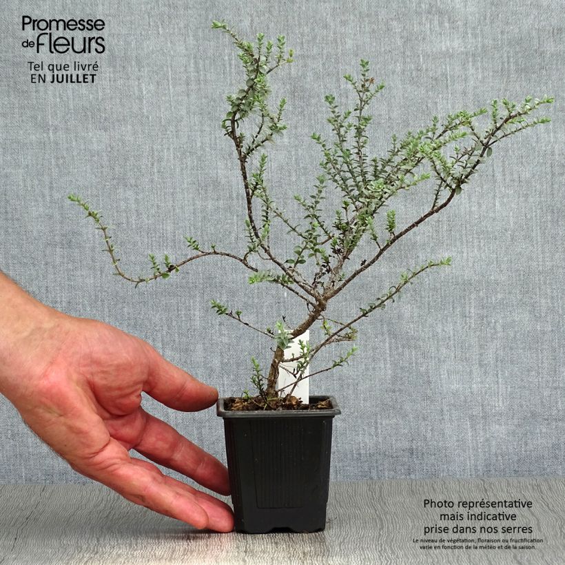 Amostra de Hebe pimeleoides Quicksilver Vaso de 8/9 cm tal como entregue no verão