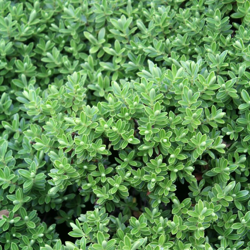 Hebe rakaiensis (Folhagem)