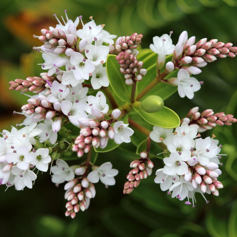 Hebe vernicosa (Floração)