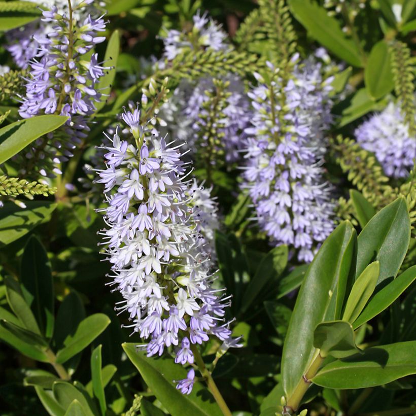Hebe Wiri Image (Floração)