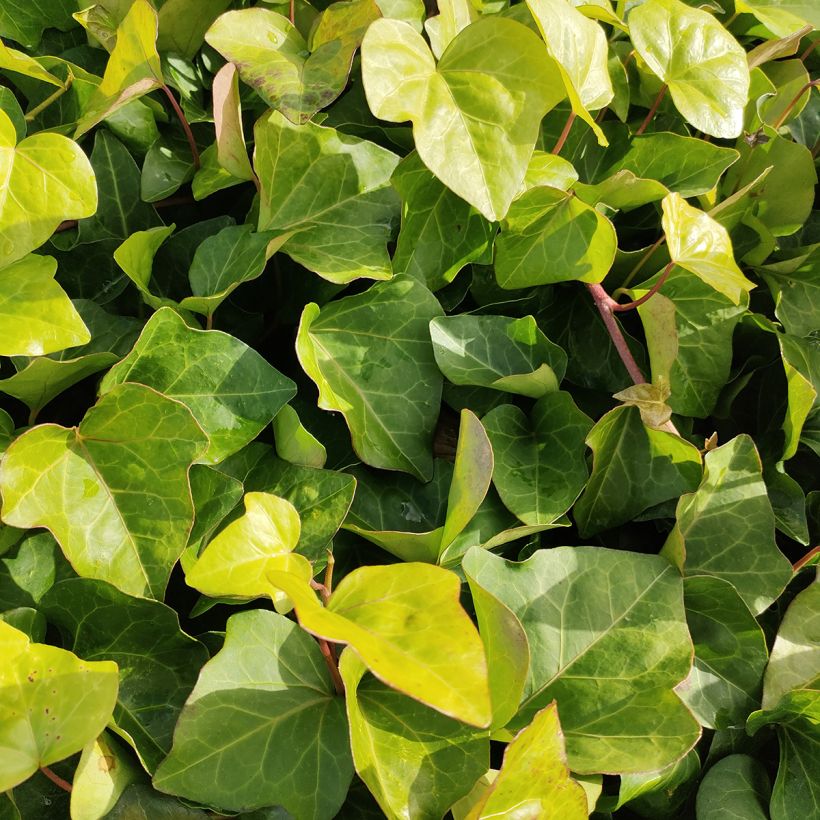 Hedera algeriensis (Folhagem)