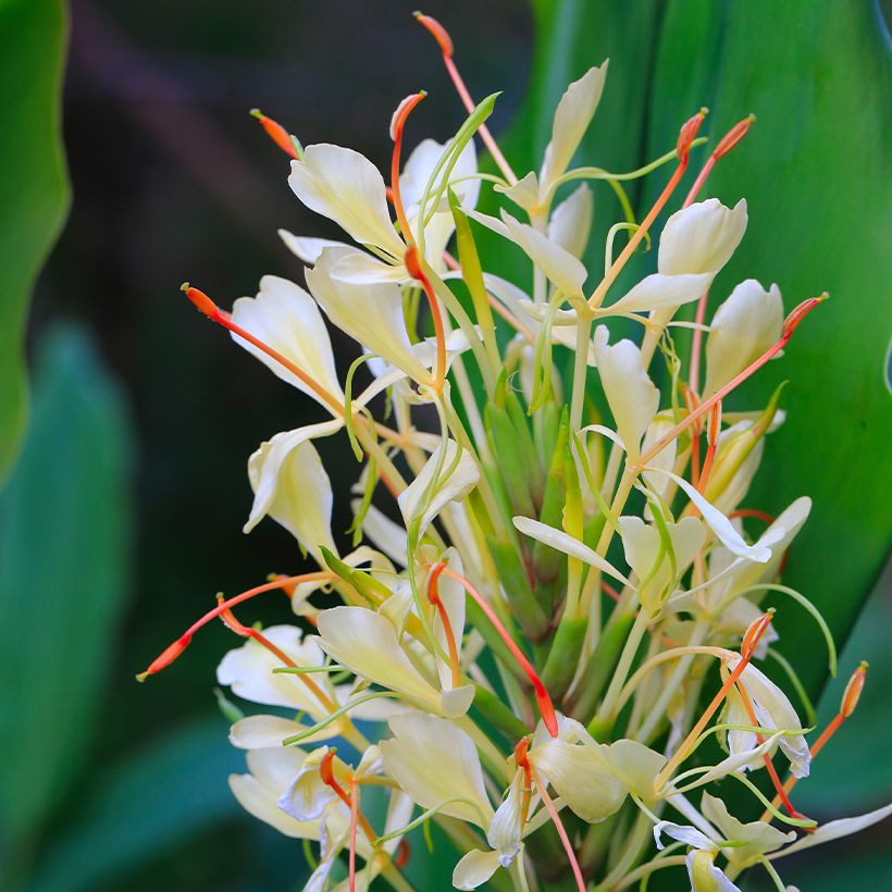 Hedychium Dixter (Floração)