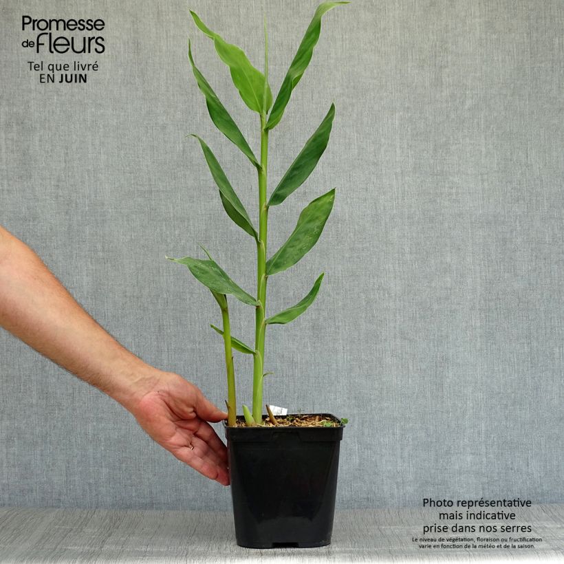 Amostra de Hedychium Dixter Vaso de 3 L/4 L tal como entregue no verão