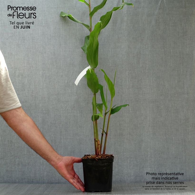 Amostra de Hedychium Elizabeth Vaso de 3 L/4 L tal como entregue no verão