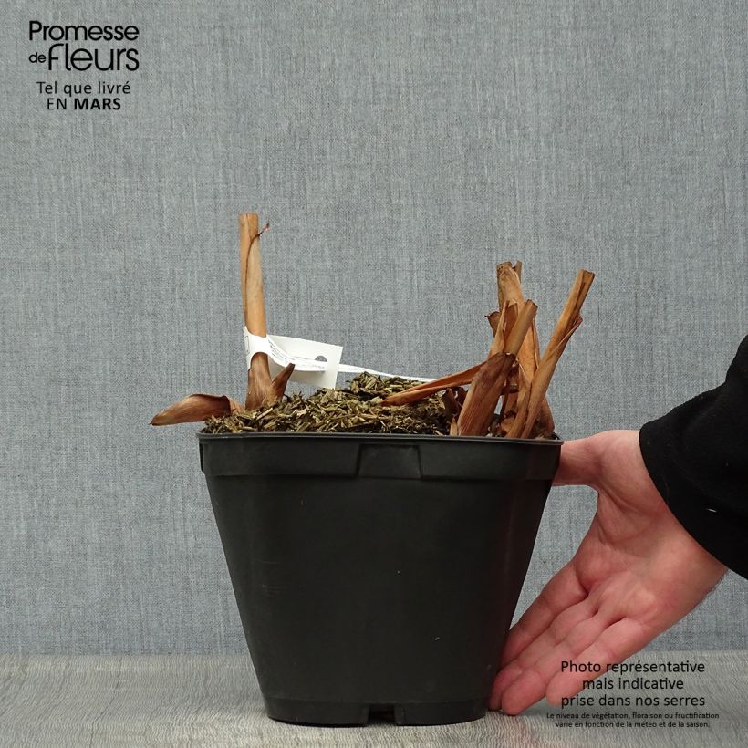 Amostra de Hedychium Elizabeth Vaso de 3 L/4 L tal como entregue na primavera