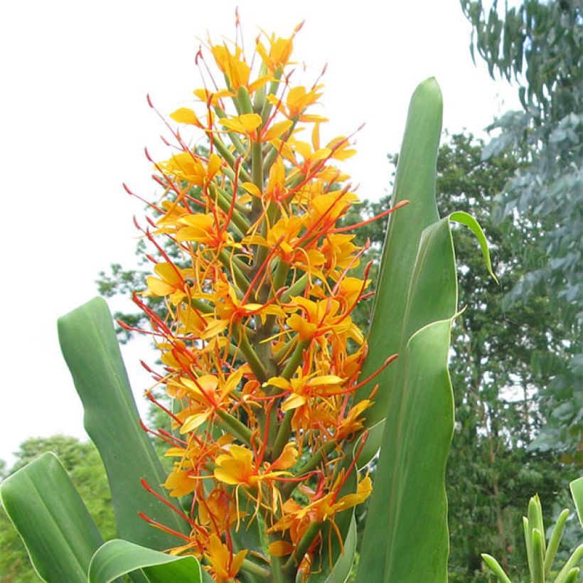 Hedychium coccineum Tara - Gengibre-ornamental (Floração)