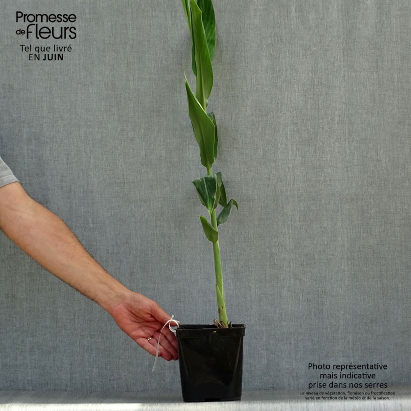 Amostra de Hedychium coccineum Tara Vaso de 4 L/5 L tal como entregue no verão