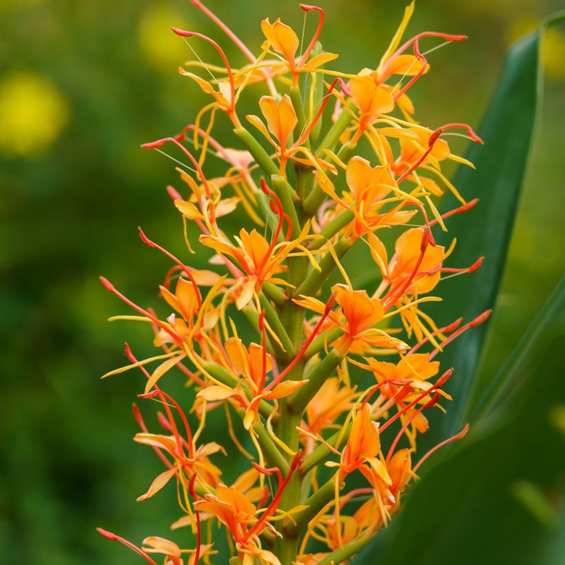Hedychium coccineum Tara (Floração)