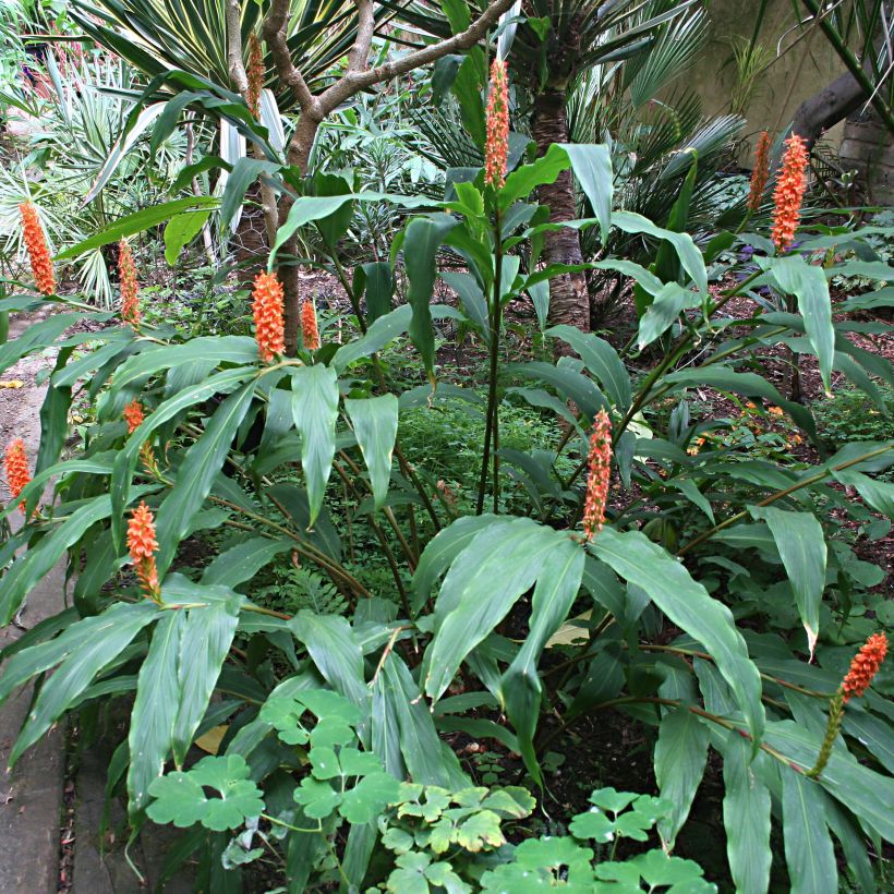 Hedychium densiflorum (Hábito)