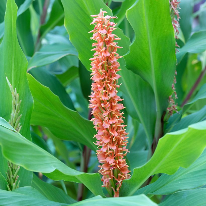 Hedychium densiflorum Assam Orange (Floração)