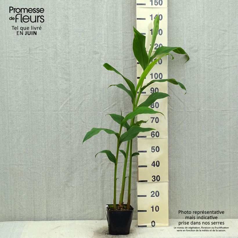 Amostra de Hedychium densiflorum Assam Orange - Gingembre d'ornement   Pot de 3L/4L tal como entregue no verão