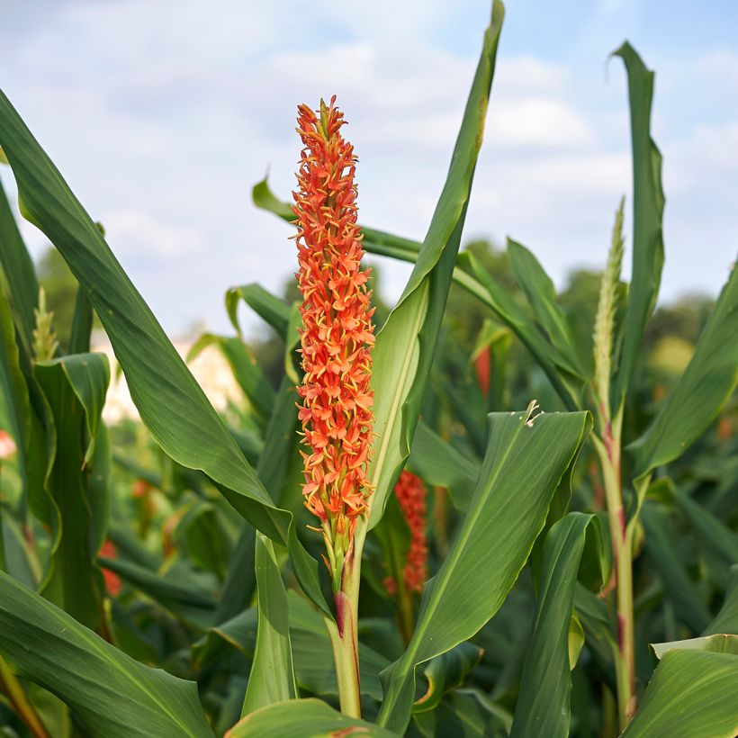 Hedychium densiflorum (Floração)