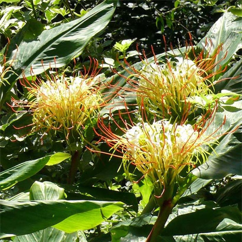 Hedychium ellipticum (Floração)