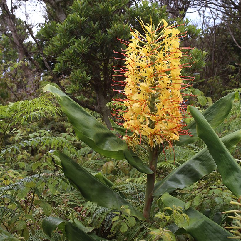 Hedychium gardnerianum em vaso (Hábito)