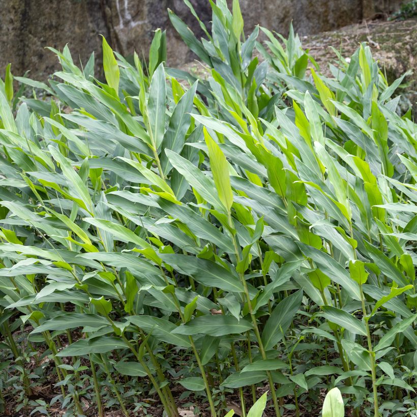 Hedychium maximum (Folhagem)