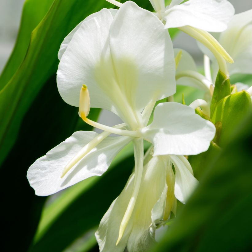 Hedychium maximum (Floração)
