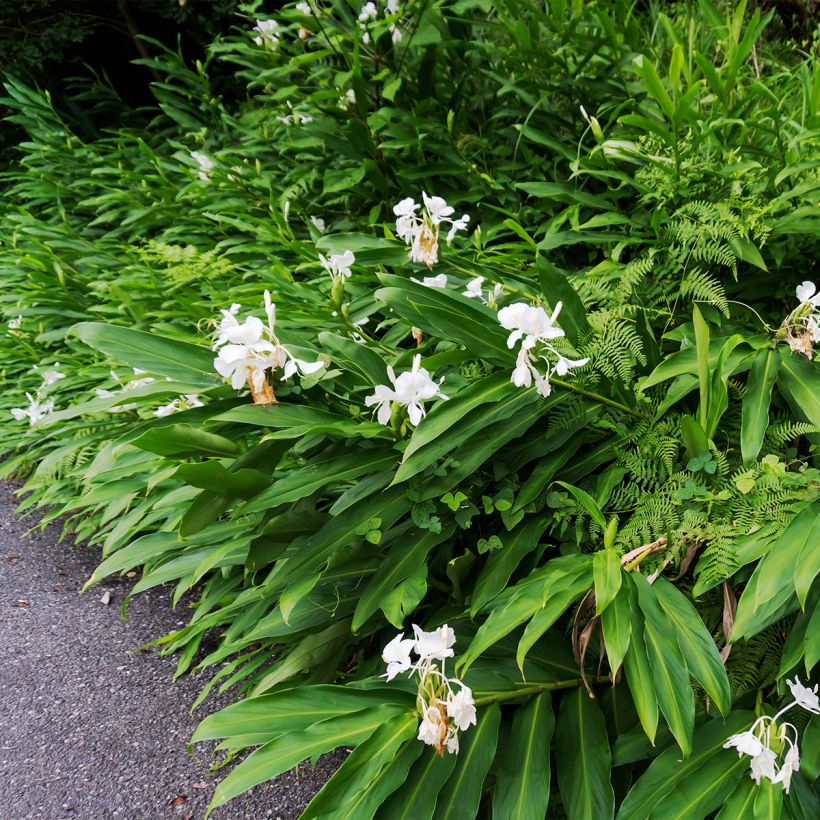 Hedychium maximum (Hábito)
