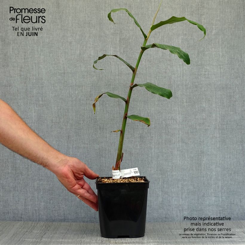 Amostra de Hedychium rubrum (deceptum) - Gingembre d'ornement Pot de 3L/4L tal como entregue no verão