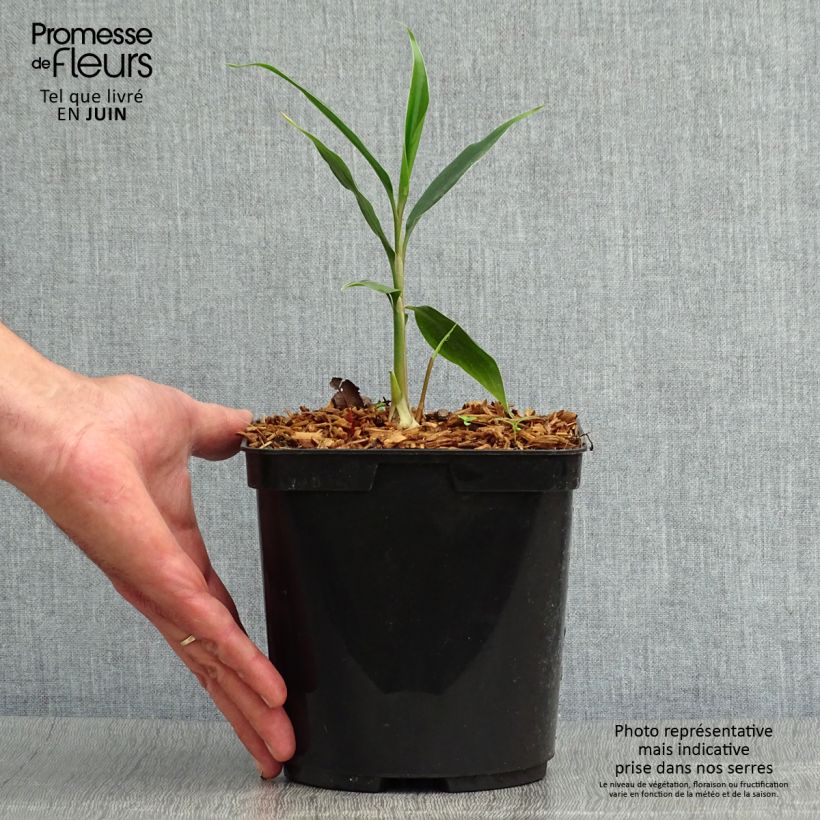 Amostra de Hedychium villosum var. tenuiflorum Vaso de 3 L/4 L tal como entregue no verão