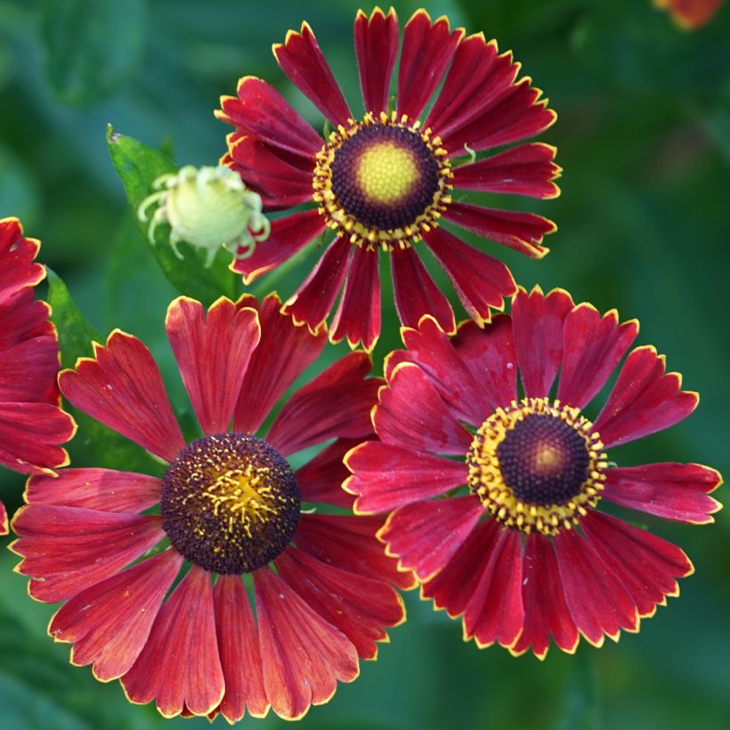 Helénio Helena Red Shades (Floração)