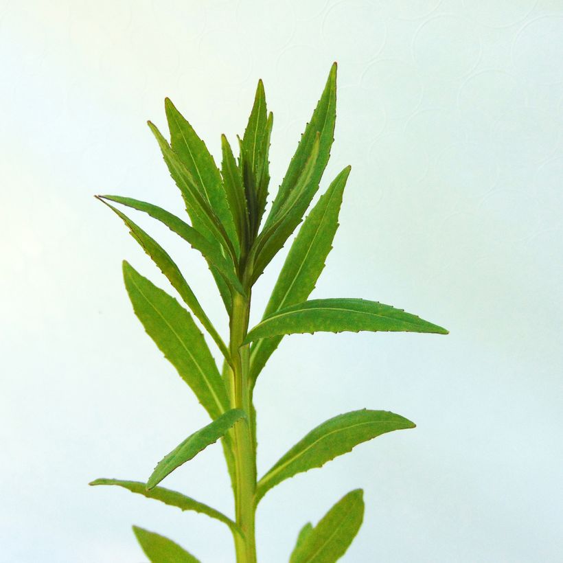 Helénio Baudirektor Linne (Folhagem)