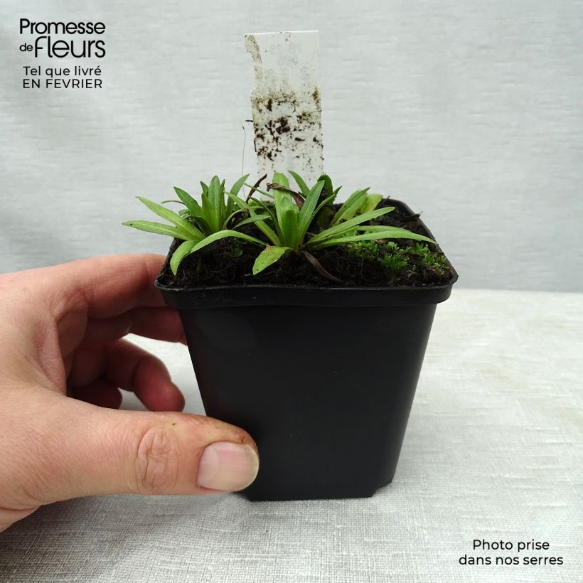 Amostra de Hélénium Baudirektor Linne - Hélénie rouge Vaso de 8/9 cm tal como entregue no inverno