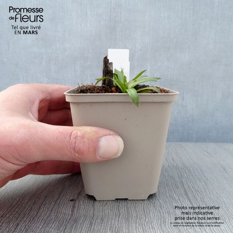 Amostra de Helénio Baudirektor Linne Vaso de 8/9 cm tal como entregue na primavera