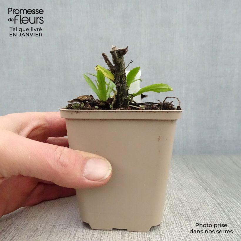 Amostra de Hélénium Double Trouble - Hélénie jaune Vaso de 8/9 cm tal como entregue no inverno