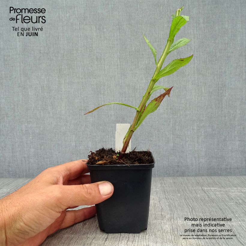 Amostra de Helénio Dunkle Pracht Vaso de 8/9 cm tal como entregue no verão