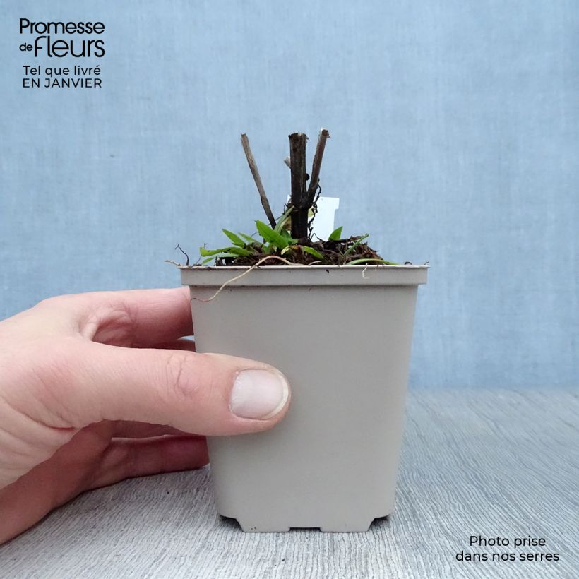 Amostra de Helénio Dunkle Pracht Vaso de 8/9 cm tal como entregue no inverno