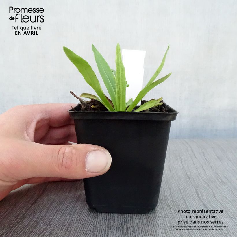 Amostra de Helénio Dunkle Pracht Vaso de 8/9 cm tal como entregue na primavera