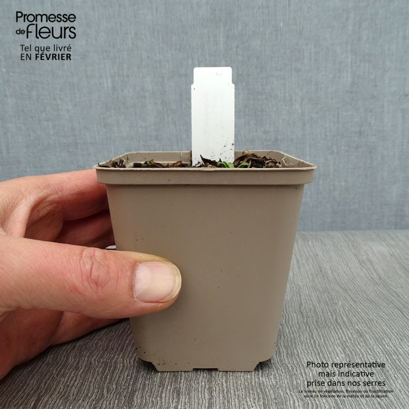 Amostra de Helénio El Dorado Vaso de 8/9 cm tal como entregue no inverno