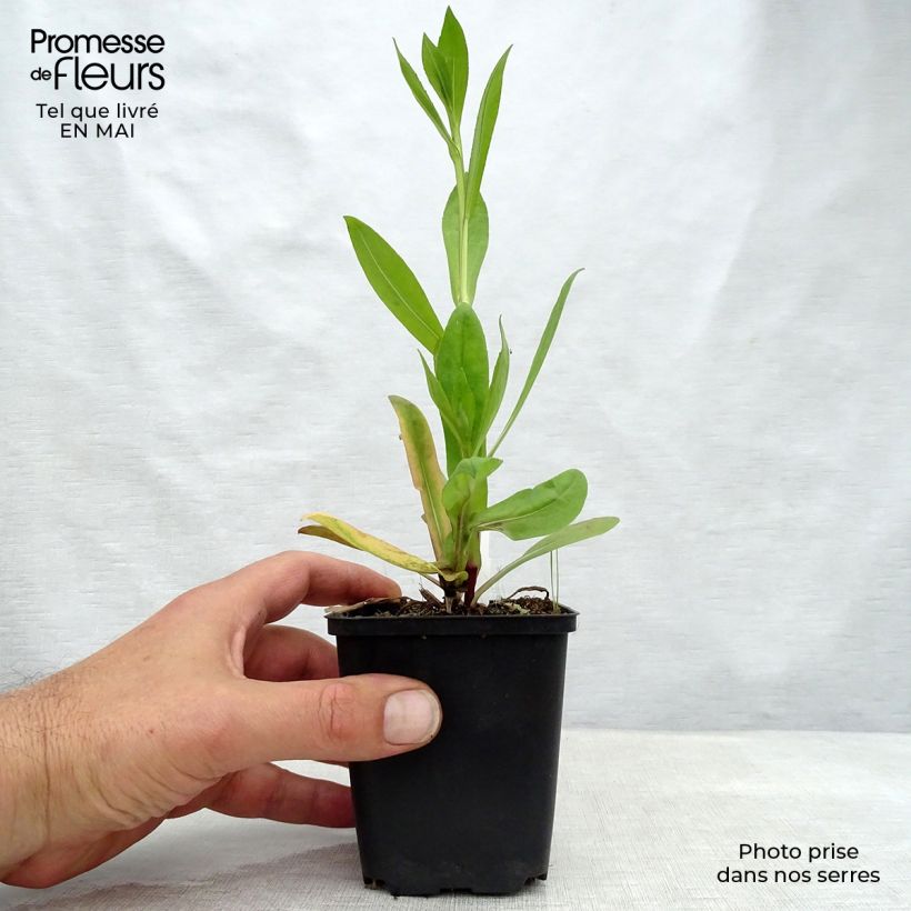 Amostra de Helénio El Dorado Vaso de 8/9 cm tal como entregue na primavera