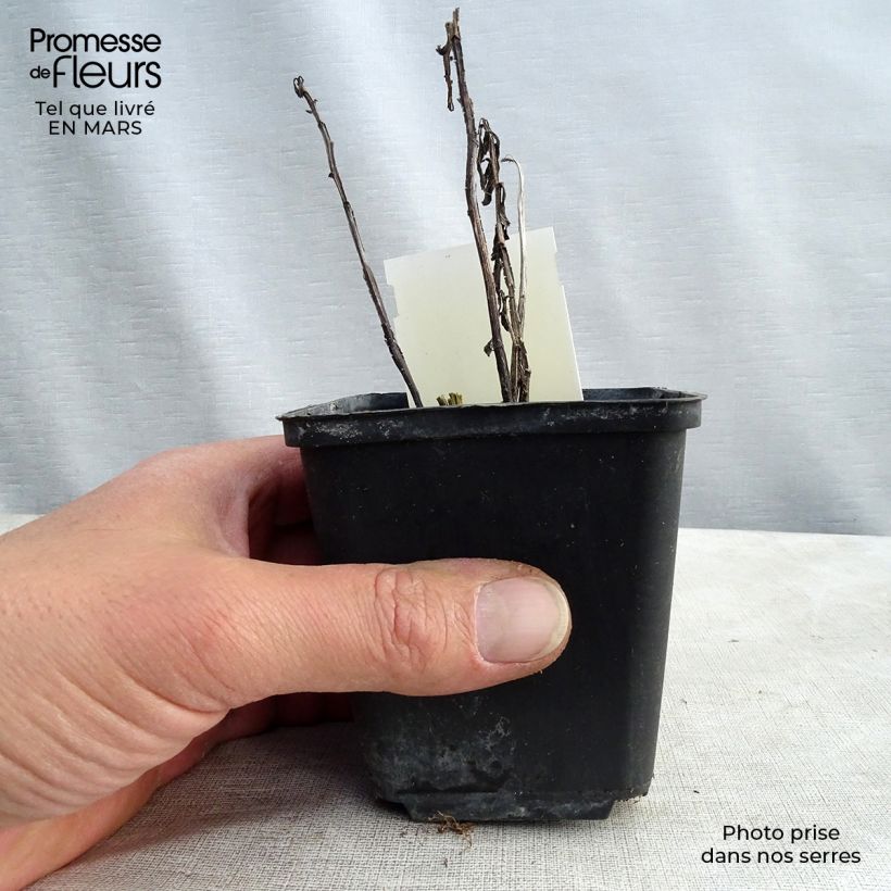 Amostra de Helénio Fancy Fan Vaso de 8/9 cm tal como entregue na primavera