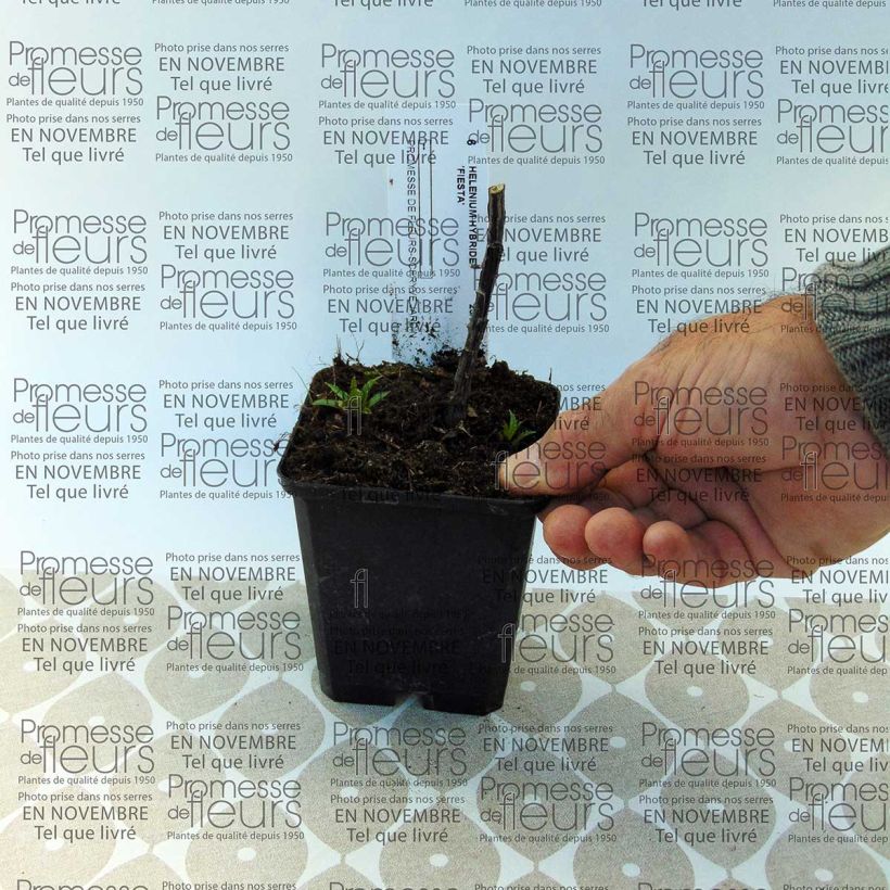 Exemplo de amostra de Hélénium Fiesta - Hélénie bordeaux marginée de jaune d'or. Boîte tal como entregue