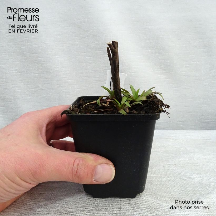 Amostra de Helenium Flammendes Katchen - Hélénie Vaso de 8/9 cm tal como entregue no inverno