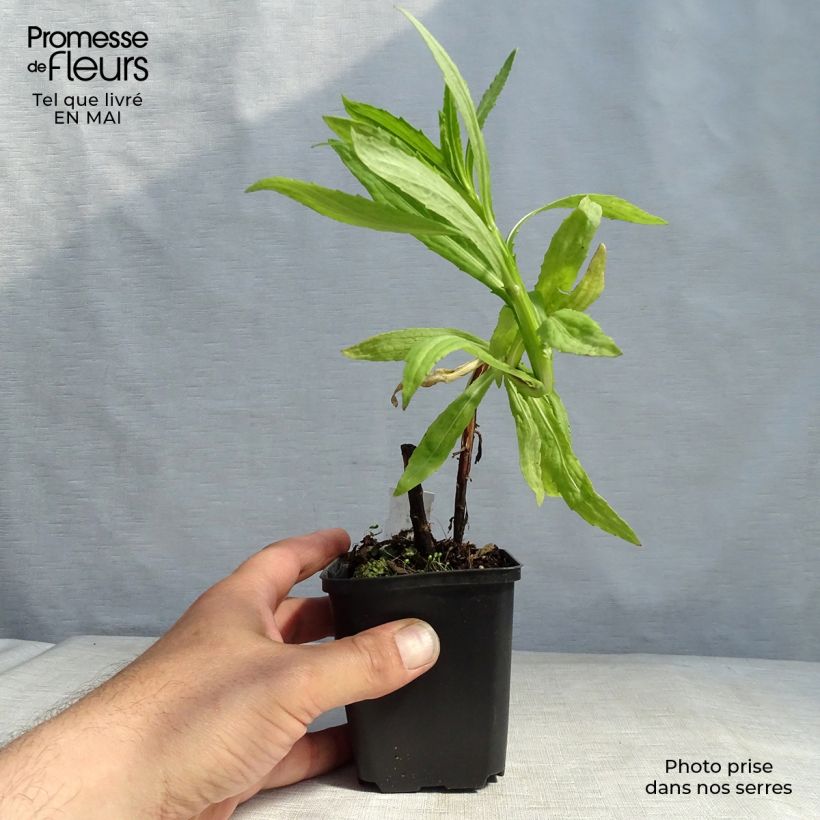 Amostra de Helénio Flammendes Katchen Vaso de 8/9 cm tal como entregue na primavera