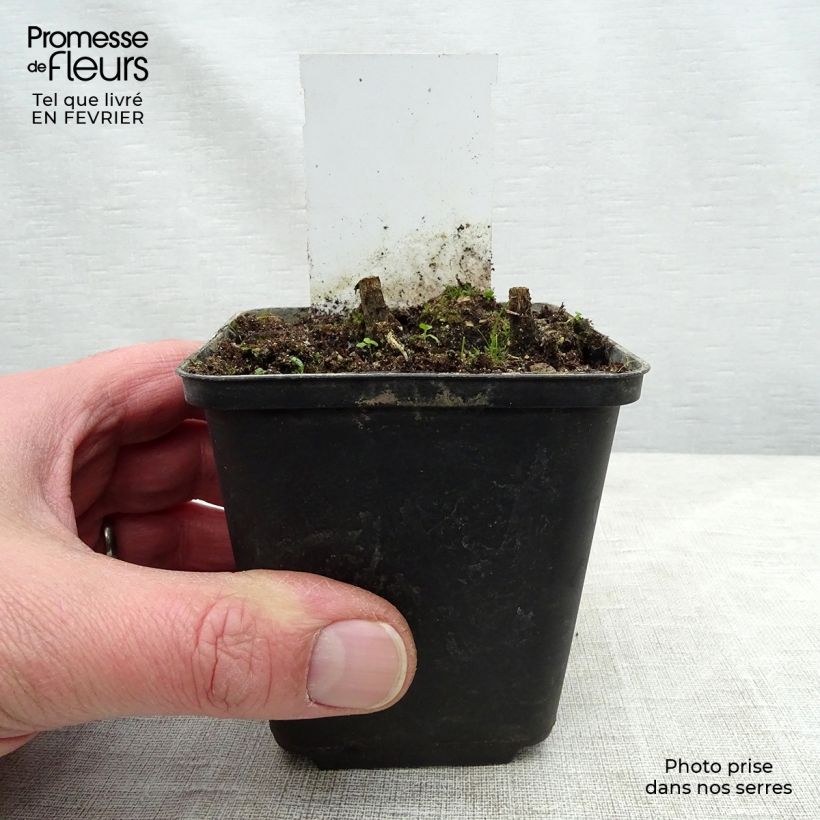 Amostra de Helenium Flammenspiel - Hélénie orange feu Vaso de 8/9 cm tal como entregue no inverno