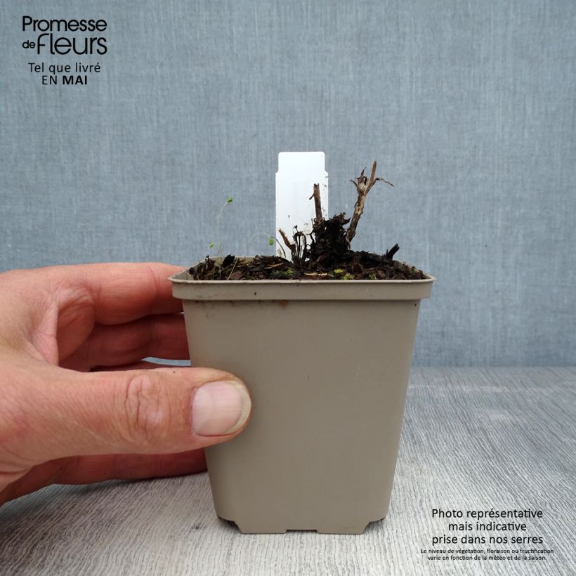 Amostra de Helénio Flammenspiel Vaso de 8/9 cm tal como entregue na primavera